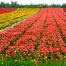 花卉種植的藝術與實踐 河南俊山園林景觀建設的專業視角