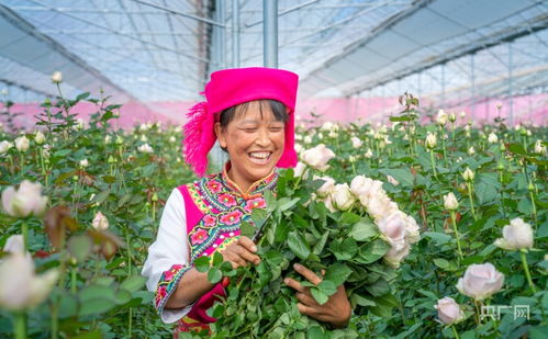 晉寧花卉產(chǎn)業(yè)與豆類種植 雙輪驅(qū)動下的核心競爭力提升