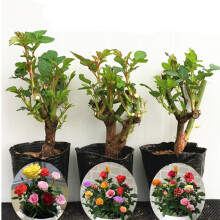 豆類種植 價格、圖片、品牌與種植指南